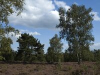 NL, Limburg, Roerdalen, Meinweg, Waalsberg 4, Saxifraga-Marijke Verhagen