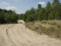 NL, Limburg, Weert, Boshoverheide 36, Saxifraga-Jan van der Straaten