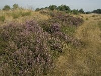 NL, Limburg, Weert, Weerter en Budeler Bergen 17, Saxifraga-Jan van der Straaten