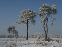 NL, Noord-Brabant, Alphen-Chaam, Strijbeekse Heide 13, Saxifraga-Jan van der Straaten