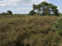 NL, Noord-Brabant, Bladel, Neterselsche Heide 13, Saxifraga-Jan van der Straaten