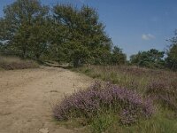NL, Noord-Brabant, Boxtel, Kromven 7, Saxifraga-Jan van der Straaten