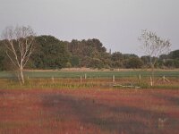 NL, Noord-Brabant, Cranendonck, Gastelsche Heide (Oude Strijper Aa) 11, Saxifraga-Tom Heijnen