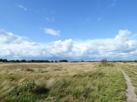 NL, Noord-Brabant, Cranendonck, Groote Heide 1, Saxifraga-Tom Heijnen