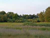 NL, Noord-Brabant, Cranendonck, Groote Heide 25, Saxifraga-Tom Heijnen