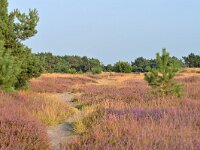 NL, Noord-Brabant, Cranendonck, Kranenveld 15, Saxifraga-Tom Heijnen
