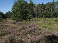 NL, Noord-Brabant, Goirle, Gemeentebossen 1, Saxifraga-Willem van Kruijsbergen