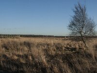 NL, Noord-Brabant, Goirle, Regte Heide 67, Saxifraga-Marijke Verhagen