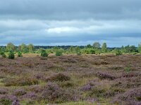 NL, Noord-Brabant, Heeze-Leende, Groote Heide 25, Saxifraga-Tom Heijnen
