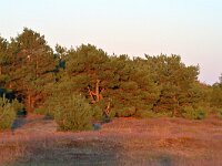 NL, Noord-Brabant, Heeze-Leende, Groote Heide 26, Saxifraga-Tom Heijnen