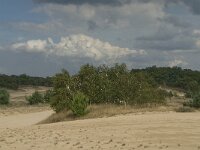NL, Noord-Brabant, Heusden, Loonse en Drunense Duinen 24, Saxifraga-Marijke Verhagen
