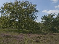 NL, Noord-Brabant, Oirschot, Balsvoort 6, Saxifraga-Marijke Verhagen