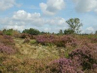 NL, Noord-Brabant, Oosterhout, Vrachelse Heide 1, Saxifraga-Jaap Bouwman : stuizand2