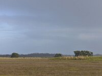 NL, Noord-Brabant, Valkenswaard, Plateaux-Hageven 6, Saxifraga-Tom Heijnen