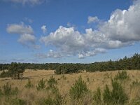 NL, Noord-Brabant, Woensdrecht, de Zoom, Kriekelareduinen 7, Saxifraga-Jan van der Straaten