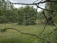 NL, Overijssel, Haaksbergen, Buurserzand, Harreveldschans 9, Saxifraga-Willem van Kruijsbergen