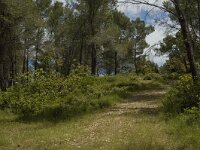 F, Bouches-du-Rhone, Saint Remy-de-Provence, Glanum 13, Saxifraga-Marijke Verhagen