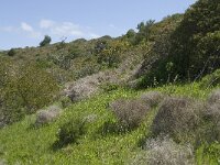 P, Faro, Salema 14, Saxifraga-Willem van Kruijsbergen