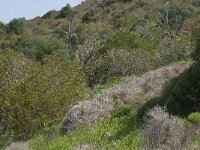 P, Faro, Salema 7, Saxifraga-Willem van Kruijsbergen