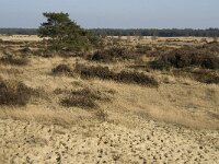 B, Antwerpen, Kalmthout, Kalmthoutse Heide 25, Saxifraga-Marijke Verhagen