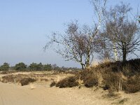 B, Antwerpen, Kalmthout, Kalmthoutse Heide 29, Saxifraga-Marijke Verhagen