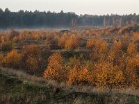 NL, Gelderland, Harderwijk, Beekhuizerzand 17, Saxifraga-Luuk Vermeer
