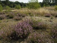NL, Limburg, Weert, Tungelerwallen 16, Saxifraga-Jan van der Straaten