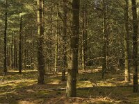 NL, Limburg, Weert, Tungelerwallen 34, Saxifraga-Marijke Verhagen