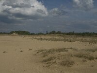 NL, Noord-Brabant, Heusden, Loonse en Drunense Duinen 28, Saxifraga-Marijke Verhagen