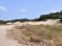 NL, Noord-Brabant, Uden, Bedafse Bergen 4, Saxifraga-Tom Heijnen