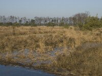 B, Antwerpen, Merksplas, Zandvenheide, Zwartwater 10, Saxifraga-Willem van Kruijsbergen