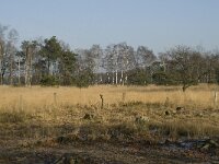 B, Antwerpen, Merksplas, Zandvenheide, Zwartwater 11, Saxifraga-Willem van Kruijsbergen