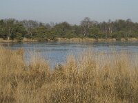 B, Antwerpen, Merksplas, Zandvenheide, Zwartwater 12, Saxifraga-Willem van Kruijsbergen