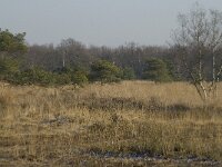 B, Antwerpen, Merksplas, Zandvenheide, Zwartwater 13, Saxifraga-Willem van Kruijsbergen