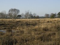 B, Antwerpen, Merksplas, Zandvenheide, Zwartwater 2, Saxifraga-Willem van Kruijsbergen