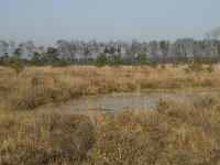 B, Antwerpen, Merksplas, Zandvenheide, Zwartwater 4, Saxifraga-Willem van Kruijsbergen