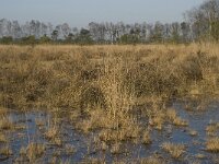 B, Antwerpen, Merksplas, Zandvenheide, Zwartwater 6, Saxifraga-Willem van Kruijsbergen