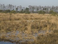B, Antwerpen, Merksplas, Zandvenheide, Zwartwater 9, Saxifraga-Willem van Kruijsbergen