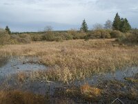 B, Liege, Eupen, Brackvenn 33, Saxifraga-Willem van Kruijsbergen