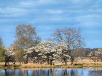 NL, Drenthe, De Wolden, Kloosterveld 5, Saxifraga-Hans Dekker