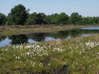 NL, Drenthe, Diever, Ganzenpoel 1, Saxifraga-Hans Dekker