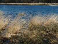 NL, Drenthe, Dwingeloo, Dwingelderveld, Zandveen 3, Saxifraga-Marijke Verhagen