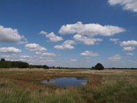 NL, Drenthe, Emmen, Bargerveen 23, Saxifraga-Hans Dekker