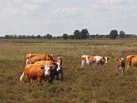 NL, Drenthe, Emmen, Bargerveen 24, Saxifraga-Hans Dekker