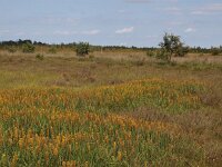 NL, Drenthe, Emmen, Bargerveen 28, Saxifraga-Hans Dekker