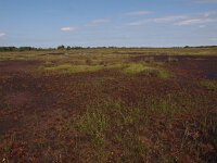 NL, Drenthe, Emmen, Bargerveen 29, Saxifraga-Hans Dekker