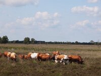 NL, Drenthe, Emmen, Bargerveen 30, Saxifraga-Hans Dekker