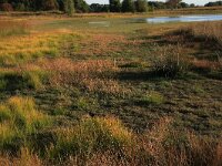 NL, Drenthe, Midden-Drenthe, Brunstingerplassen 30, Saxifraga-Hans Boll
