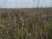 NL, Drenthe, Ruinen, Dwingelderveld 1, Saxifraga-Willem van Kruijsbergen