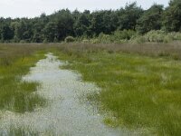 NL, Drenthe, Ruinen, Dwingelderveld 4, Saxifraga-Willem van Kruijsbergen